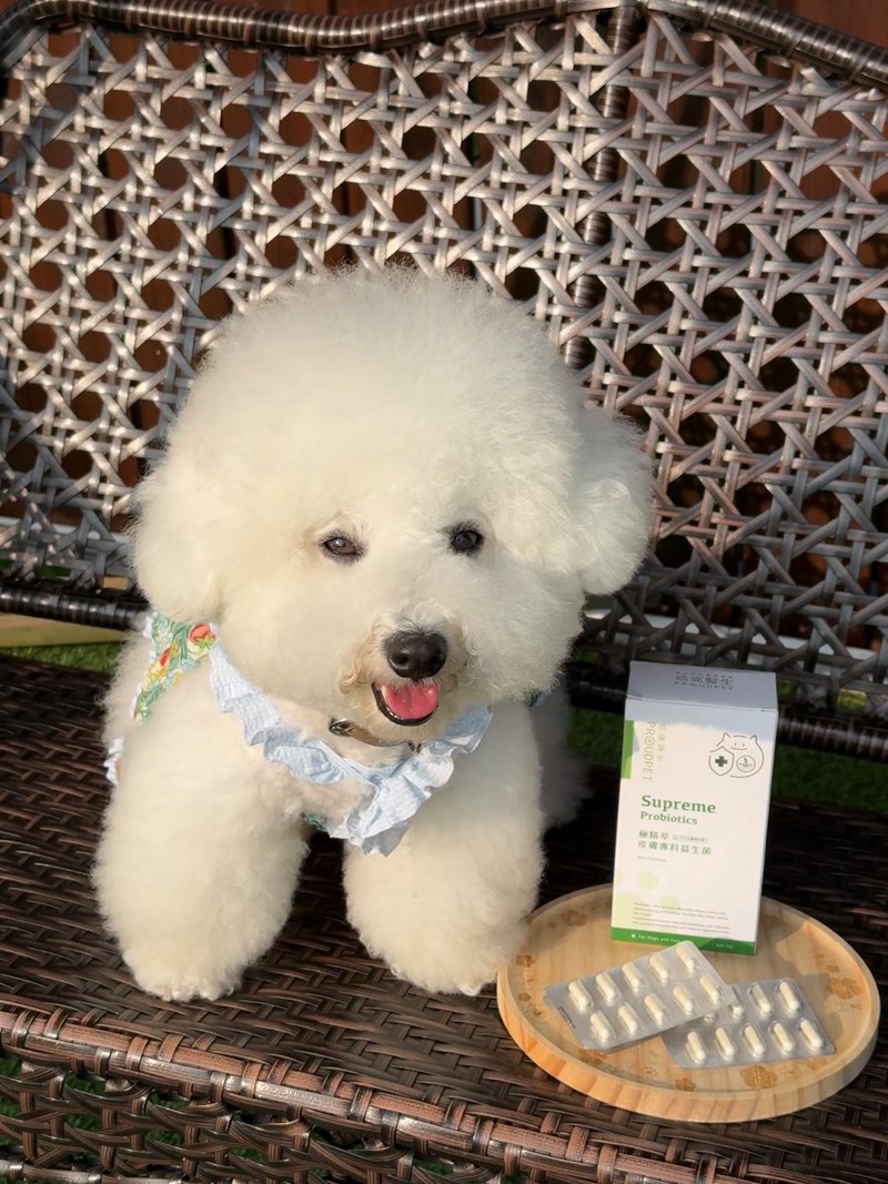 女人知己試用大隊,口碑行銷,部落客行銷,嬌寵醫生 極精萃 皮膚專科益生菌,保證新鮮活菌100億,皮膚保健益生菌,好吸收,幫助維持消化道機能,維持健康,可撥開膠囊使用以下方式均勻攪拌後，予以犬貓食用,●拌飼料　●拌罐頭　●拌鮮食　●拌肉泥,品牌創辦人是獸醫師，親自研發，吃得安心.放心,寵物預防醫學第一品牌,拒絕添加不必要成分